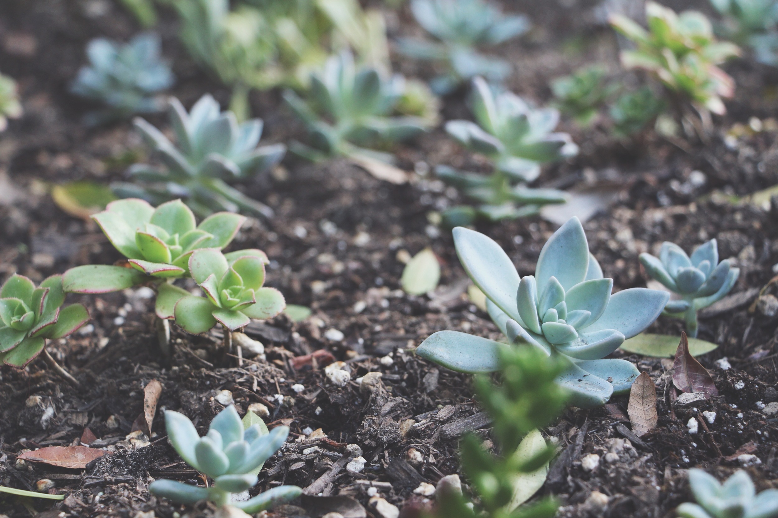 succulent-waterfall-needlesandleaves-net.jpg